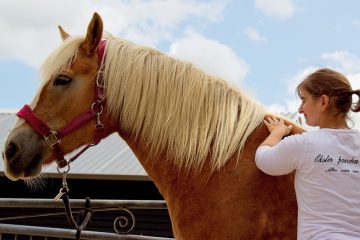 Shiatsu behandeling voor paard ontspanning en herstel